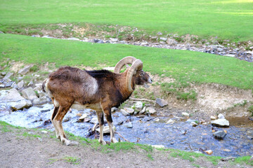 herbivorous animals Wild Mountain Sheep of Europe, Ovis ammon musimon with big cool horns on green...