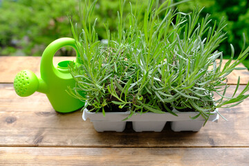 plastic container for seedlings for transplanting with young plants of garden lavender, Lavandula on terrace, young lavender plants, green watering can, gardening concept, summer gardener routine
