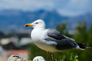 Möve an der Costa Blanca