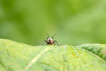 Chironomid inhabits wild plants in North China