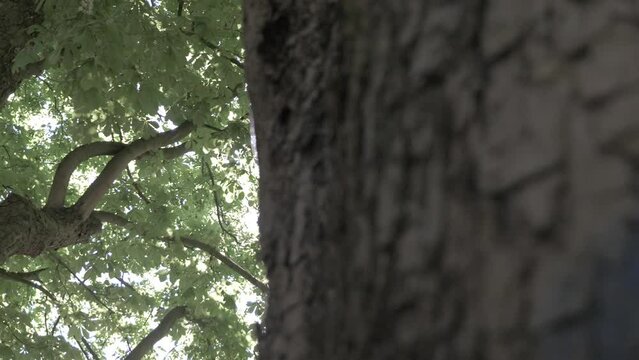 Arbre soleil 