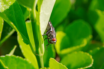 A fly insect perches on wild plants in North China