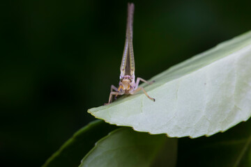 A mayfly lives in the wild, North China