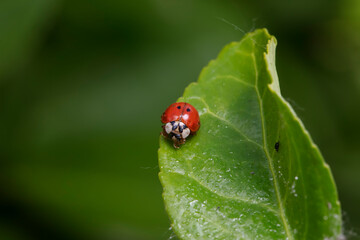 A ladybug lives in the wild, North China