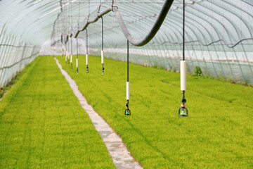 Sprinkler irrigation facilities in rice seedling greenhouse, North China