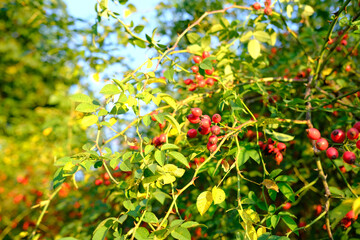 beautiful red rose hips among green foliage, vitamins concept, natural medicine