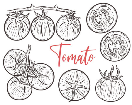 Tomatoes hand engraving set. Tomatoes on branch, whole and parts sketch collection. Vintage image of vegetables vector illustration