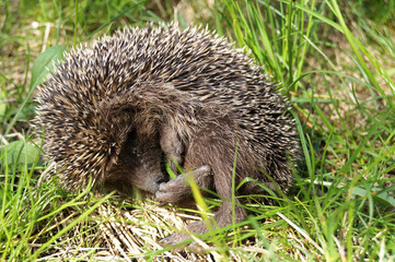 hedgehog in the grass