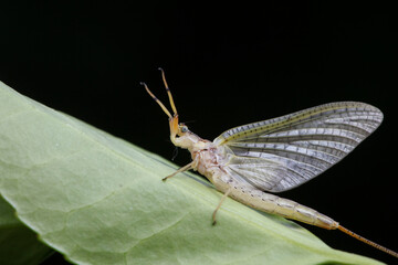 A mayfly lives in the wild, North China