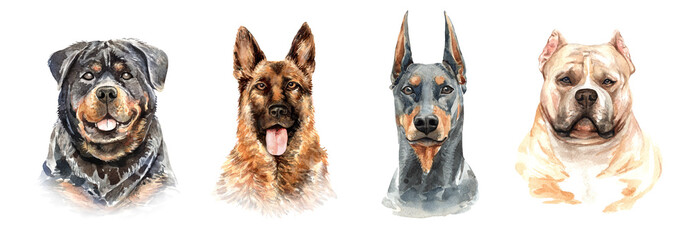 Set of watercolor portraits of 4 dog breeds Rottweiler, German shepherd, Doberman and American Bully. Dog drawing head clipping path isolated on white background.