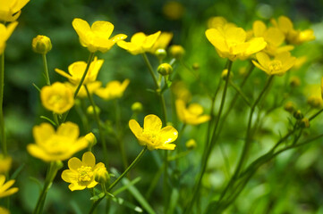 yellow flowers in spring