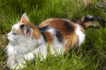 
domestic cat spring red white