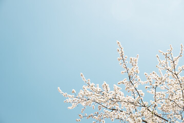 White flowers on branches among blue sky as background minimal.