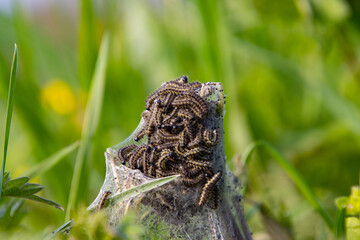 Nest with Tortoiseshell butterfly caterpillars on a common stinging nettle, also called Aglais urticae or kleiner Fuchs