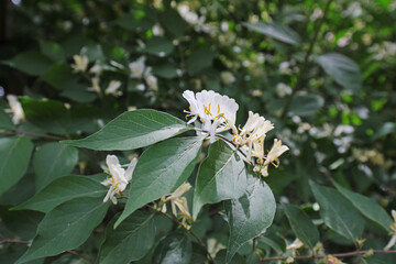 Honeysuckle in full bloom in botanical garden, North China