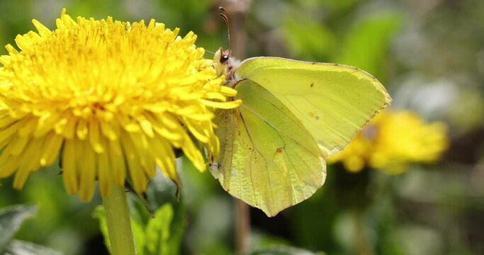 Yellow butterfly feeding on a yellow dandelion flower, sunny day in springtime.  Slow motion video, close up,  macro