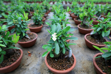 The exquisite bonsai of Pyracantha is in a nursery, North China