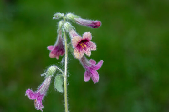 The flowers of Radix Rehmanniae in the wild, North China