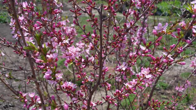 decorative almond blossom. pink flowers on a branch
