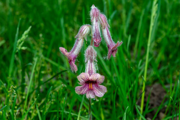 The flowers of Radix Rehmanniae in the wild, North China