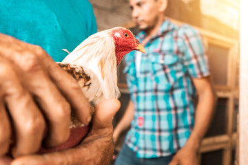 Unrecognizable fighting rooster breeder holding in his hands a bird prepared for combat and looking at the camera in rural Leon, Nicaragua. Concept of traditional peasant sports