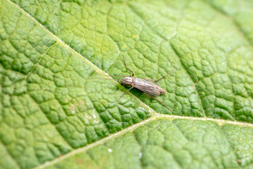 Chironomid inhabits wild plants in North China