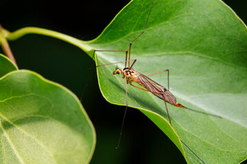 A big mosquito lives in the wild, North China