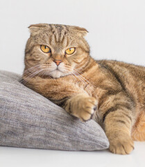 A beautiful striped cat lies on a pillow.