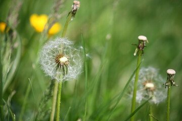 Nahaufnahme einer Pusteblume