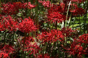 彼岸花