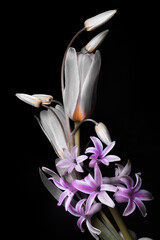 gray tulips and purple hyacinths on a black background, close-up flowers.