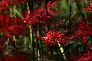 彼岸花