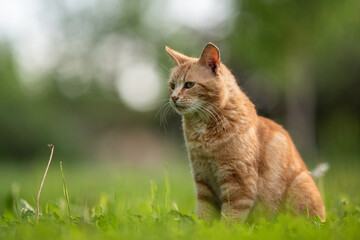 Tabby ginger cat resting on the lawn in the spring garden