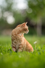Tabby ginger cat resting on the lawn in the spring garden