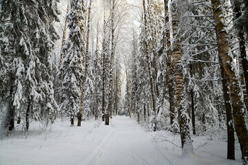 Fototapeta na wymiar Forest covered with white snow on a cold winter day