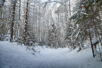 Fototapeta premium Forest covered with white snow on a cold winter day