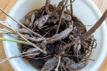 dahlia roots in a white basin