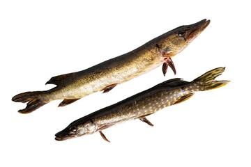 two pike isolated on a white background