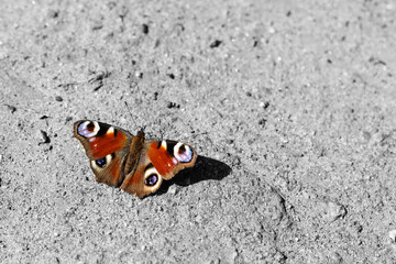 Fototapeta na wymiar tropical butterfly sits on a concrete wall