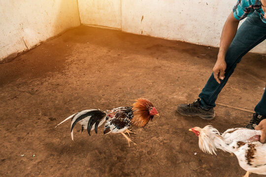 Unrecognizable fighting cock breeder facing the animals during a training session in an arena in a rural area of Leon, Nicaragua. Concept of traditional peasant sports