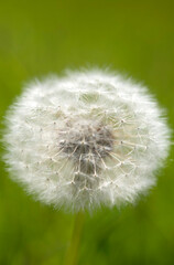 Fluffy dandelion on blurred green background