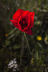 Poppies Coquelicot Printemps 