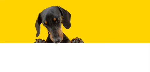 Portrait curious dachshund dog hanging over border of a board looking down. Isolated on yellow...