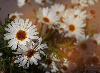 Large decorative daisies in the garden at sunset