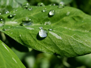 hojas verdes de guisantes con rocío o gotas de agua , fotografía de una mañana de primavera