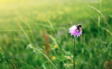 Pink cornflower and bee in the summer meadow. Nature background.