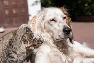 Dog and cat playing together outdoor. Cat and dog friendship, cat and dog in love