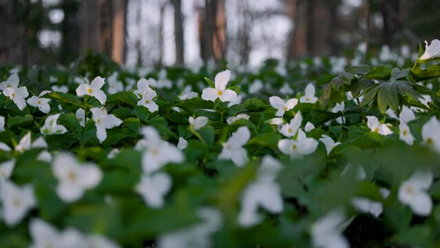 Field of White Trilliums in full bloom with sunlight streaming through the forest landscape