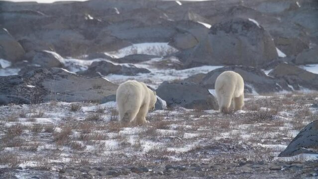 Two polar bears walks off over landscape, inclement weather conditions