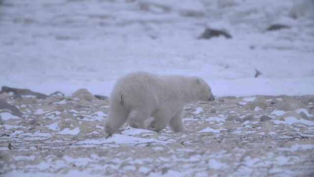 Polar bear cub rushes to catch up with its family in snowy landscape